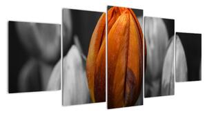 Oranžový tulipán medzi čiernobielymi - obraz (Obraz 150x70cm)