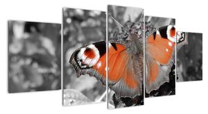 Oranžový motýľ - obraz (Obraz 150x70cm)
