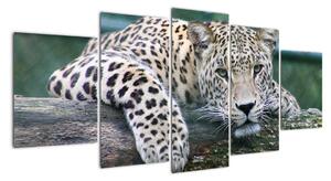 Obraz leopard (Obraz 150x70cm)