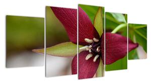 Kvitnúca rastlina - obrazy do domu (Obraz 150x70cm)