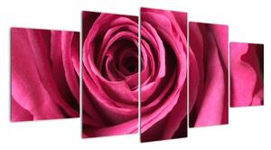 Obraz ružové ruže (Obraz 150x70cm)