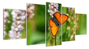 Moderný obraz motýľa na lúke (Obraz 150x70cm)