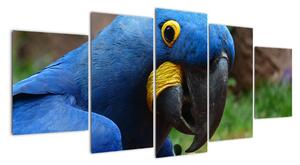 Obraz - papagáj (Obraz 150x70cm)