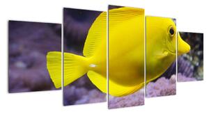 Obraz - žlté ryby (Obraz 150x70cm)