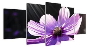 Obraz fialového kvetu (Obraz 150x70cm)