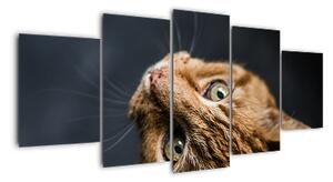 Moderný obraz - mačky (Obraz 150x70cm)