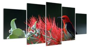 Obraz vtákov - červená (Obraz 150x70cm)