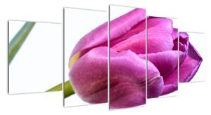 Obraz ružového tulipánu (Obraz 150x70cm)