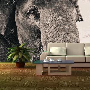Sablio Tapeta Slon - 125x75 cm