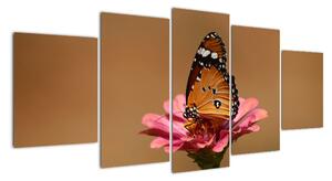 Obraz motýľa (Obraz 150x70cm)