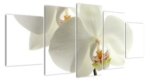 Obraz - orchidea (Obraz 150x70cm)
