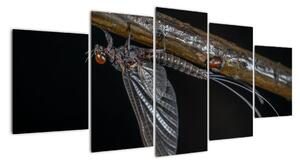 Obraz - hmyz (Obraz 150x70cm)