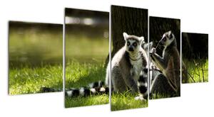 Obraz lemurov (Obraz 150x70cm)