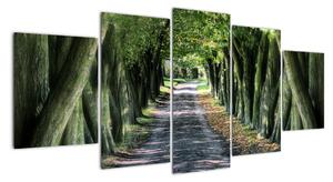 Údolie stromov, obrazy (Obraz 150x70cm)
