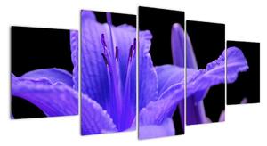 Obrazy kvetiny (Obraz 150x70cm)
