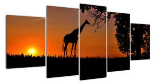 Obraz žirafy v prírode (Obraz 150x70cm)