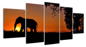 Obraz slona v prírode (Obraz 150x70cm)