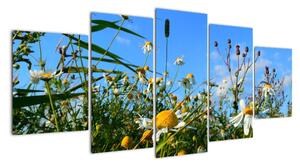 Obraz lúčnych kvetov (Obraz 150x70cm)