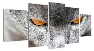 Mačka - obraz (Obraz 150x70cm)