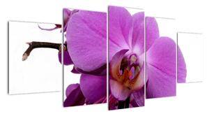 Orchidea - obraz (Obraz 150x70cm)