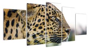 Leopard - obraz (Obraz 150x70cm)