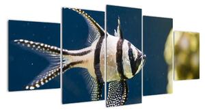 Ryba - obraz (Obraz 150x70cm)