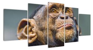 Opica - obrazy (Obraz 150x70cm)