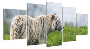 Tiger - obraz (Obraz 150x70cm)