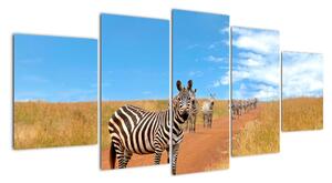 Zebra na ceste - obraz (Obraz 150x70cm)