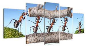 Obraz mravcov (Obraz 150x70cm)