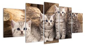 Mačiatka - obraz (Obraz 150x70cm)