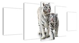 Tiger biely - obraz (Obraz 150x70cm)
