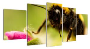 Včela - obraz (Obraz 150x70cm)