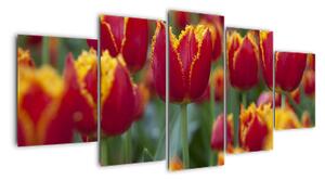 Tulipánové polia - obraz (Obraz 150x70cm)