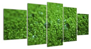 Detail trávy - obraz (Obraz 150x70cm)