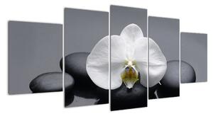 Kvet orchidey - moderný obraz (Obraz 150x70cm)