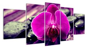 Obraz orchidey (Obraz 150x70cm)