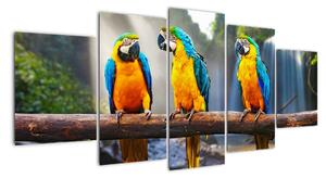 Obraz - papagáje (Obraz 150x70cm)