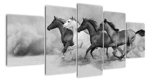 Obraz cválajúci koňov (Obraz 150x70cm)