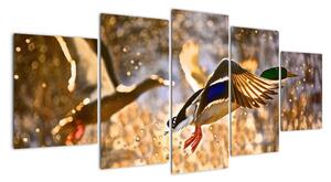 Letiaci kačice - obraz (Obraz 150x70cm)