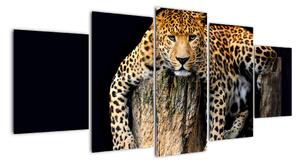 Leopard, obraz (Obraz 150x70cm)
