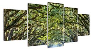 Aleje stromov - obraz (Obraz 150x70cm)