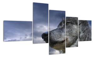 Obraz vlka (Obraz 150x85cm)