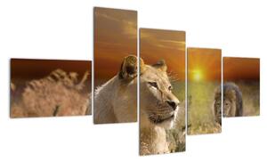 Obrazy zvierat (Obraz 150x85cm)