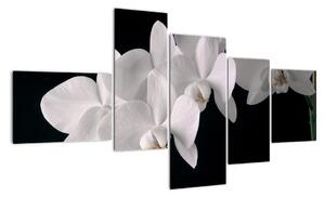Obraz - biele orchidey (Obraz 150x85cm)