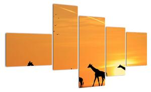Moderný obraz - žirafy (Obraz 150x85cm)