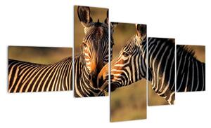 Obraz - zebry (Obraz 150x85cm)