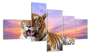 Obraz ležiaceho tigra (Obraz 150x85cm)