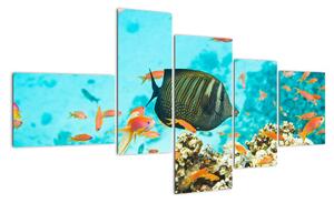 Obraz rýb v akváriami (Obraz 150x85cm)