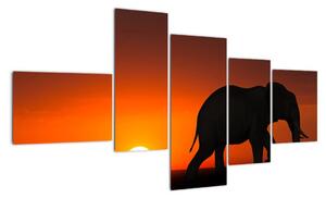 Obraz slona v zapadajúcom slnku (Obraz 150x85cm)